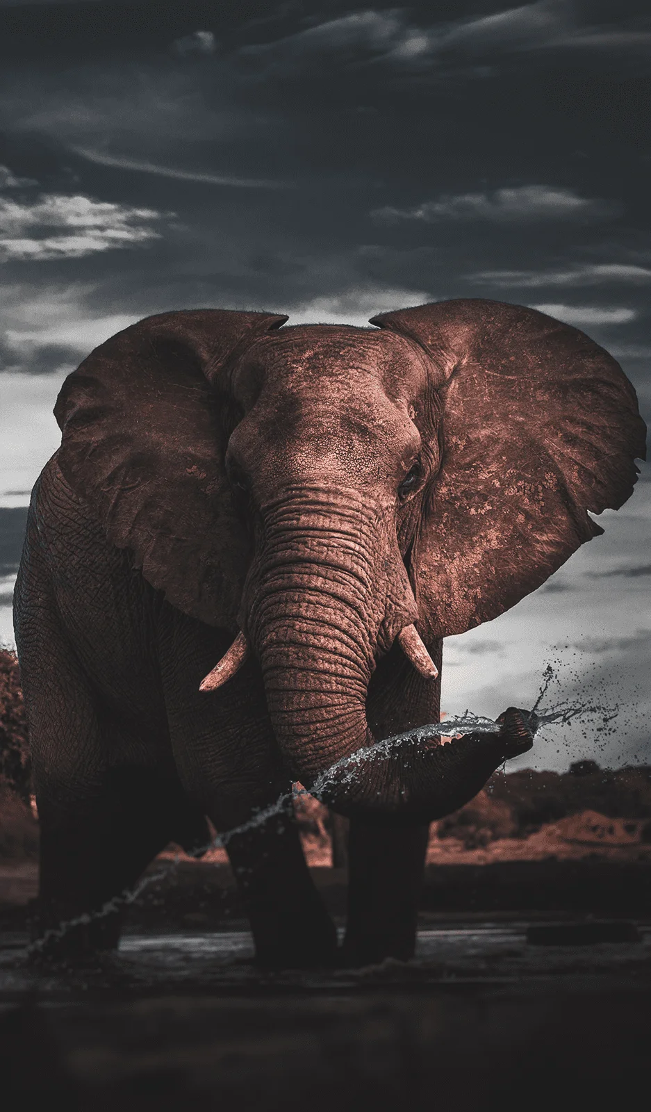 Elephant Image